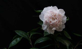 属兔女生的恋爱特点是什么