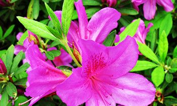 属兔的美容养生疗法是怎样的