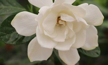 属兔人不为人知的怪癖