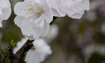 属兔人的爱豆被羞辱会有什么反应