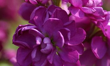 属兔人如何与同事相处