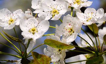 属兔人是什么天才