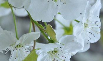 属兔人会在人生哪个阶段遭遇财政危机