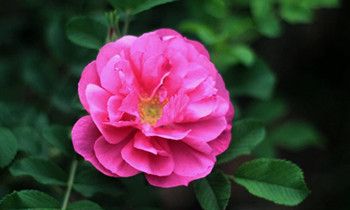 属兔人穿越进了海贼王会是谁