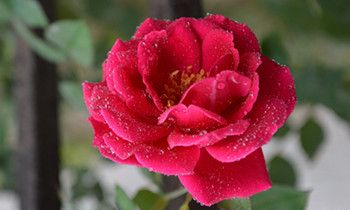 属兔在交往中有着怎样的“洁癖”倾向