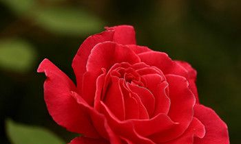 属兔人如何才能打开心扉