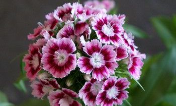 属兔人的爱情底线是什么