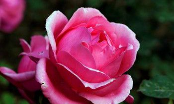 属兔人把什么放在第一位