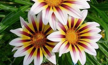 属兔人容易陷入哪种爱情漩涡