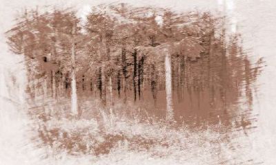 五行木代表颜色