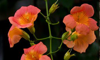 属兔女人婚后需要改正的性格是什么