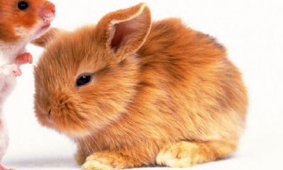 女鼠和男兔相刑的婚姻缘分