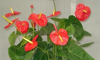 属兔女生的完美爱情攻略