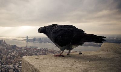 鸡猴泪东流为什么