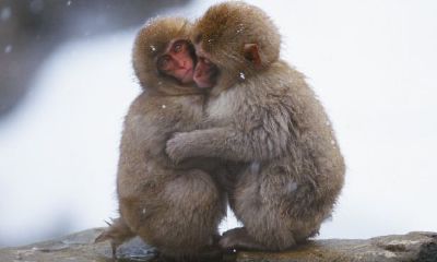 女猴男猪大三岁结婚怎么样