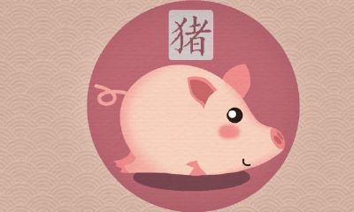 猪和猪结婚婚姻生活相克吗