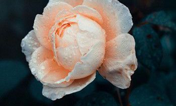 属兔人的人格从什么花中能看出来