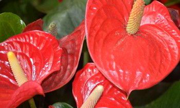 属兔男生如何应对女友唠叨