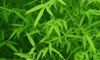 属兔人如何称霸职场武林的