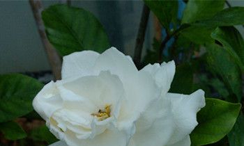 属兔男生不能忍受女友的什么