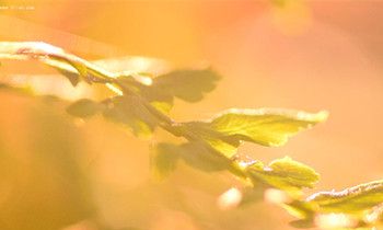 属兔的个人担当指数是怎样的