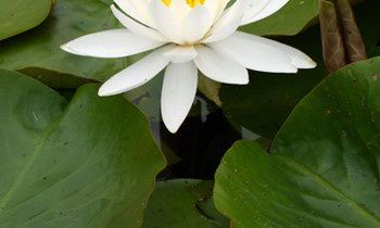 属兔的双重性格的特点