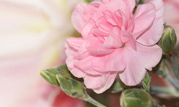 属兔老板最看不上什么样的人