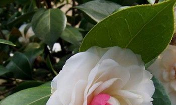 属兔女人要嫁给你的表现是怎样的