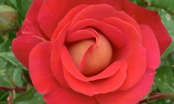 属兔人离家出走的原因