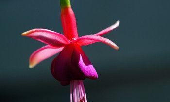 属兔女生的爱情弱点是什么