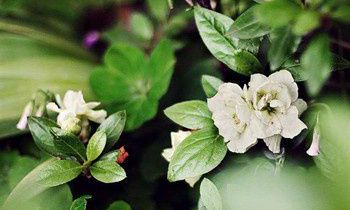 属兔人难改的坏毛病