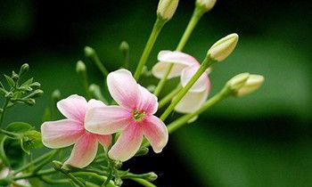 属兔人在谈恋爱时的注意事项是什么