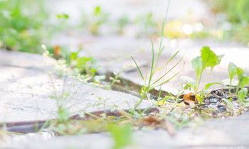 属兔人如何戴饰品保佑情人显心意