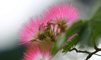 属兔夫妻间的和睦相处之道是怎样的