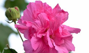 属兔人专属的吉祥风水鱼是什么