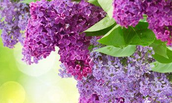 属兔的心血来潮会做些什么