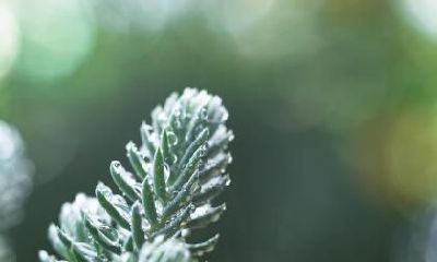 2021辛丑年农历十二月初三日小寒节气出生男孩命理