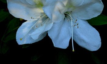 属兔的双重性格特征是什么