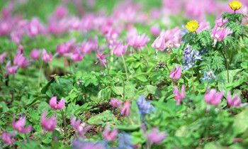 属兔面对爱情时的态度与个性是如何的