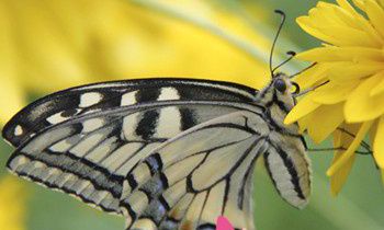 属兔最无法释怀的事是什么