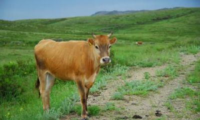 2021辛丑牛年农历十二月初五日出生的男孩命如何？