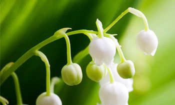 属兔的隐藏性格是什么