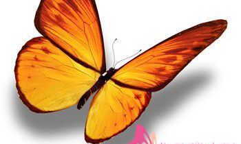 属兔最让人反感的特点是什么