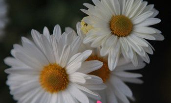 属兔的爱情底线是什么