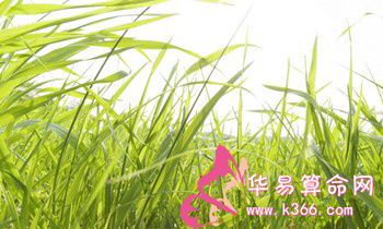 属兔人最致命的缺点是什么