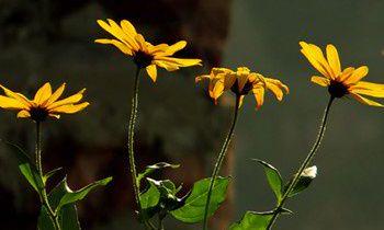 属兔男人会给爱人何种幸福