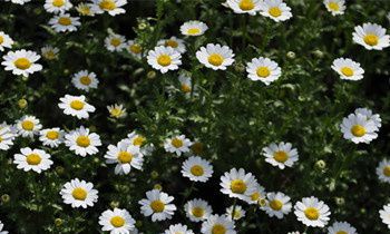 属兔人最想实现的三个愿望是什么