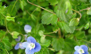 属兔人适合学习的第二外语是什么