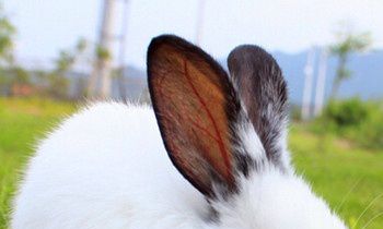 属兔的今年多大，属兔的人2016年多大