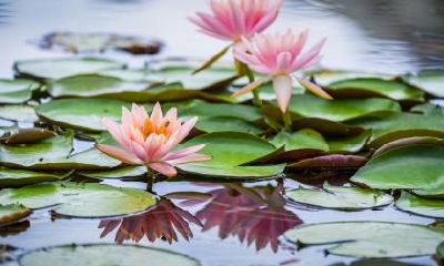 2019年农历六月二十一大暑可以盖新房吗？开工吉是有哪些？